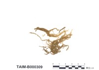 藏品(平苔屬)的圖片